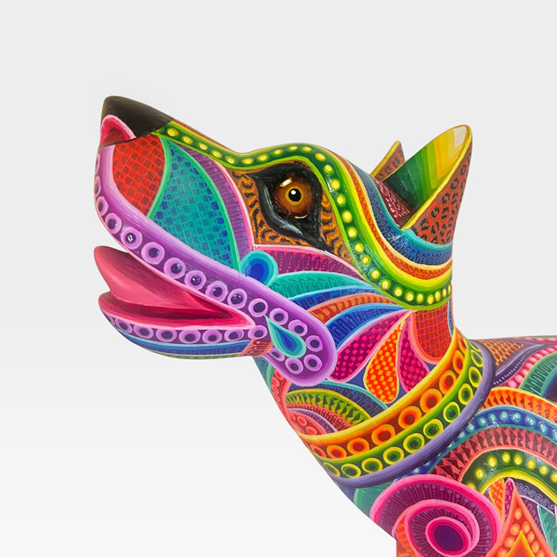 Dante Cruz: Impressive Kaleidoscope Dog Oaxaca