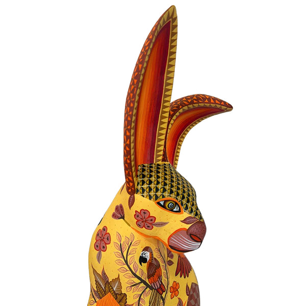 Michelle Fuentes: Macaws Rabbit Oaxaca