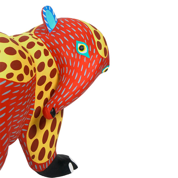 Armando Jimenez: Playful Spotted Anteater