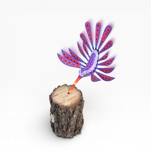 Dante Cruz: Hummingbird