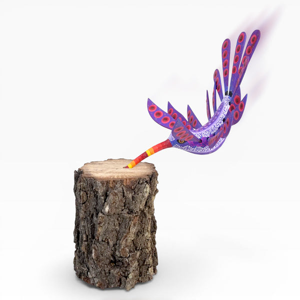 Dante Cruz: Hummingbird