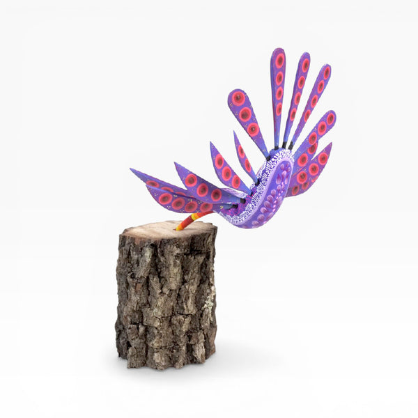 Dante Cruz: Hummingbird