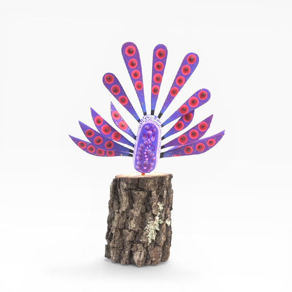 Dante Cruz: Hummingbird
