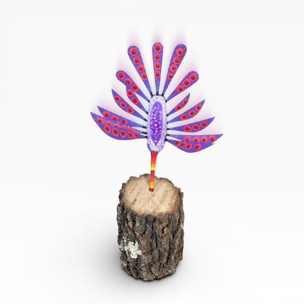 Dante Cruz: Hummingbird