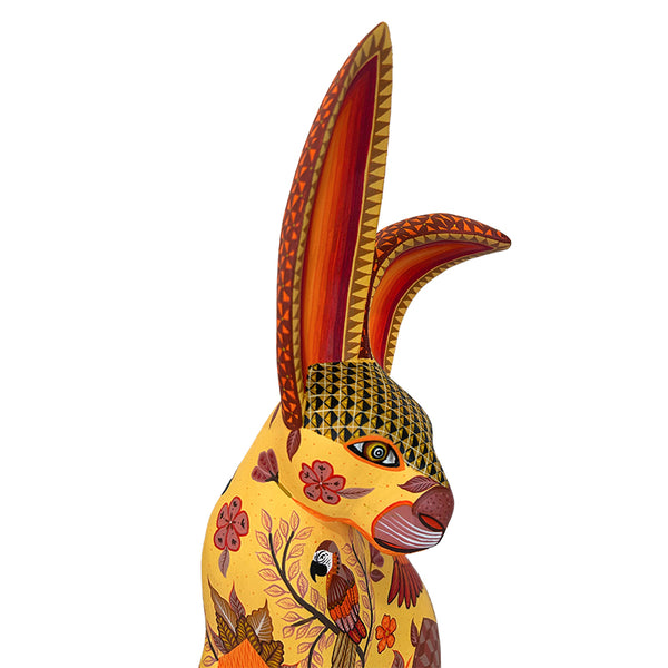 Michelle Fuentes: Macaws Rabbit Oaxaca