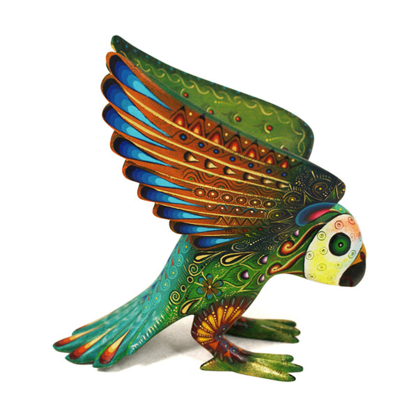 Laura Hernandez: Parakeet Parrot