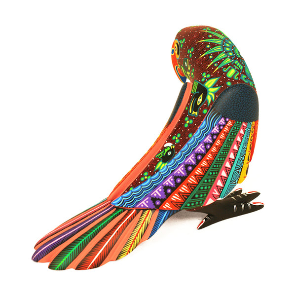 Nicolas Morales: Colorful Parrot