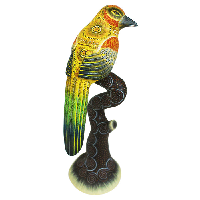 Rocio Fabian: Splendid Babbler Bird