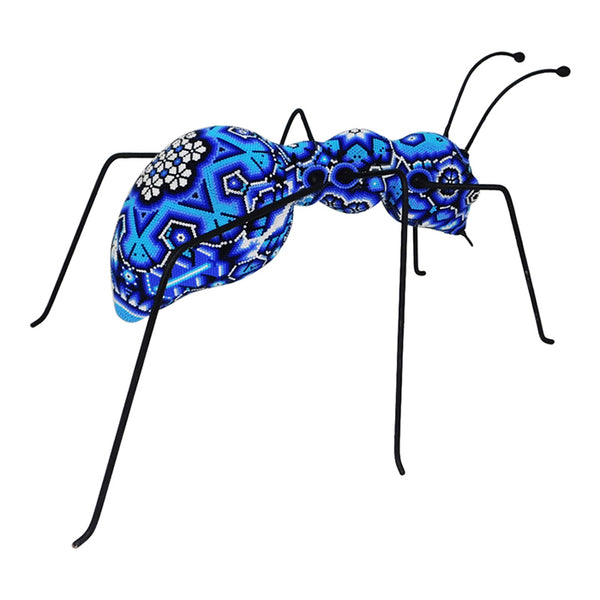 Huichol: Elegant Large Ant