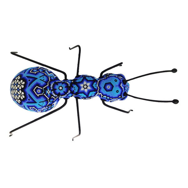 Huichol: Elegant Large Ant