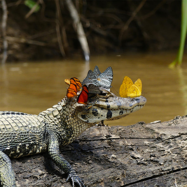 Oaxacan Woodcarving: Alligator with Butterflies