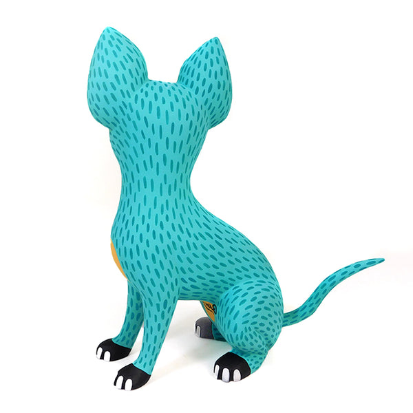 Luis Pablo: Turquoise Chihuahua Dog