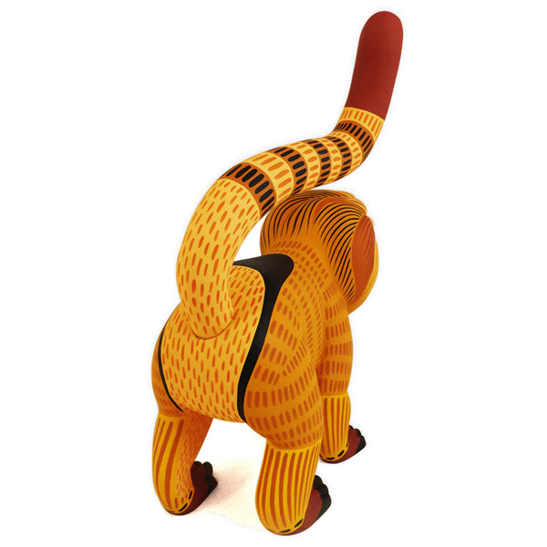 Luis Pablo: Impressive Golden Lion Tamarin