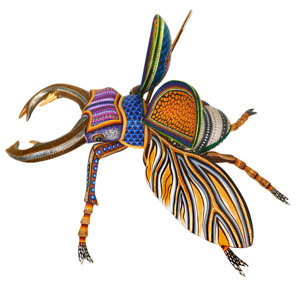 Manuel Cruz: Magnificent Beetle - Insects Collection