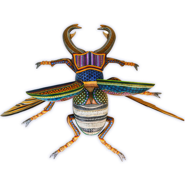 Manuel Cruz: Magnificent Beetle - Insects Collection