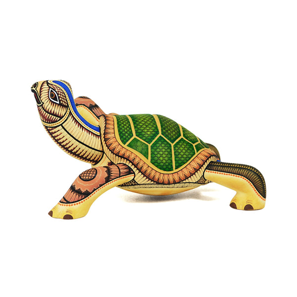 Omar & Areli Cruz: Splendid Turtle